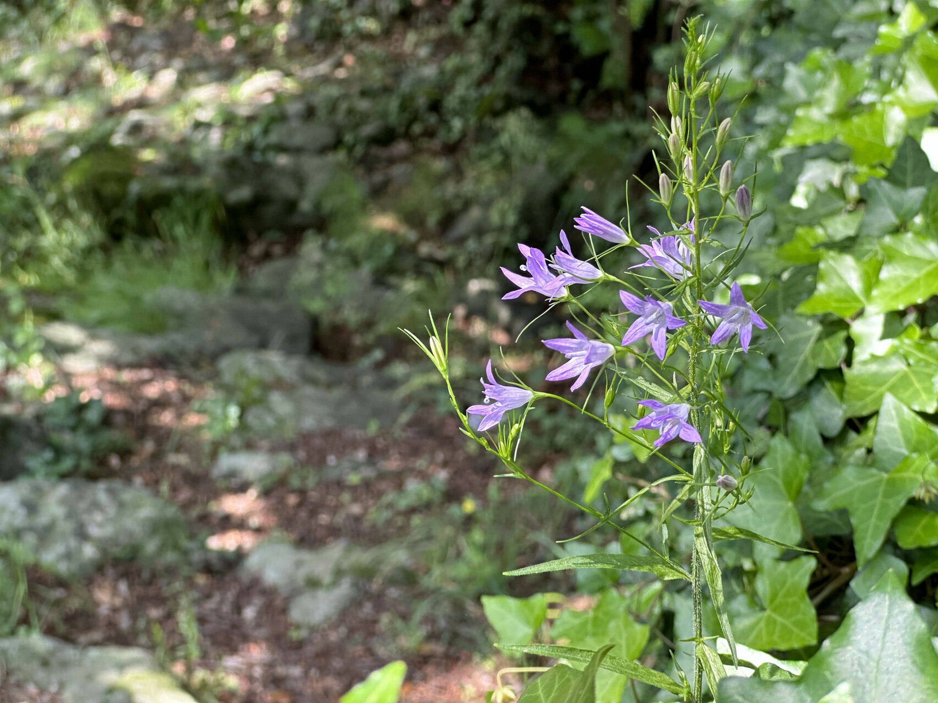 Barnas - Balade au sentier botanique - fleurs de campanule raiponce ©sourcesetvolcans