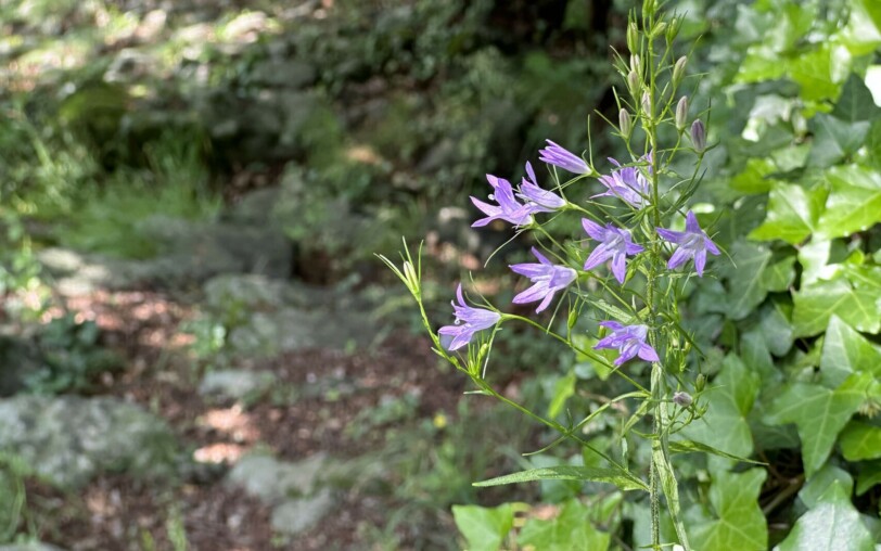Barnas - Balade au sentier botanique - fleurs de campanule raiponce ©sourcesetvolcans