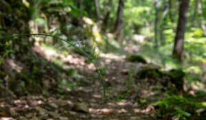 Barnas - le long du sentier botanique 2©sourcesetvolcans