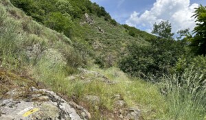 Barnas - le long du sentier botanique ©sourcesetvolcans