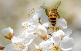 Abeille - ©pixabay