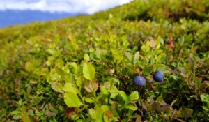 Simple pleasures farm_Saint-Pierre-de-Colombier