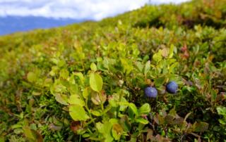 Champs de Myrtilles sauvages - ©Pixabay