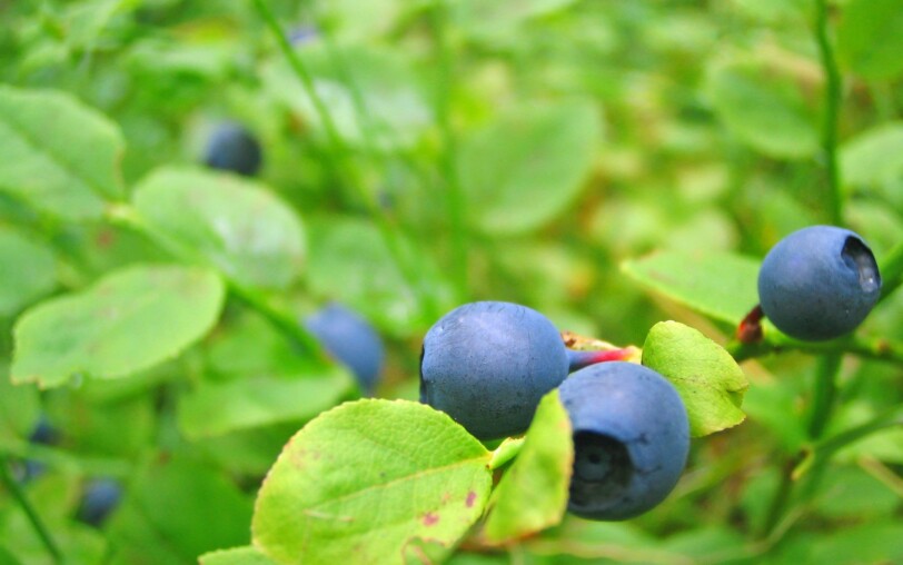 Wellness day : Wild blueberry at the thermal baths of Neyrac_Meyras