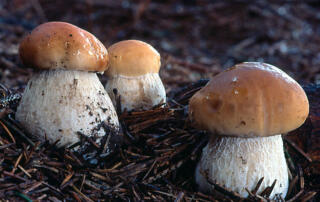 Séjour champignons - ©esteves