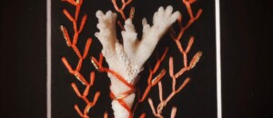 Broderie et corail