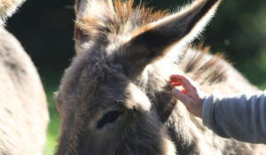 Familienwanderung mit einem Esel auf dem Fernwanderweg GR®7 und der Wasserscheide (nördlicher Teil)_Burzet