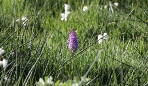Burzet - Flore de la tourbière