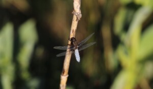 Burzet - Insecte de la tourbière