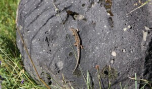 Burzet - Lézard de la tourbière