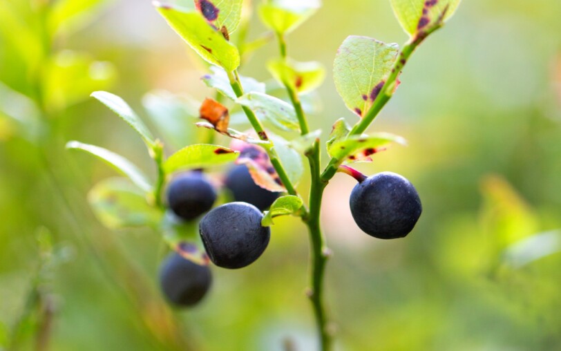 Hiking : The Blueberry circuit in Burzet