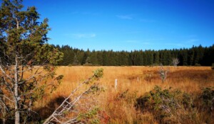 Burzet - paysage de la tourbière de la verrerie à l'automne