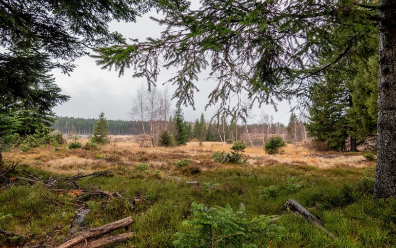La verrerie peat bog