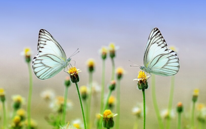 Papillons qui butinent