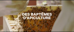 La Ferme des Abeilles