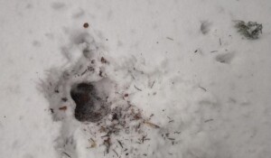 Guided walk: Animal tracks and signs of life in winter