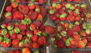 Cagette de fraises locales