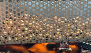 Chestnut festival : Castagnades in Jaujac