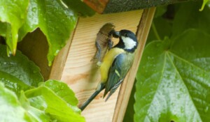 mésange charbonnière