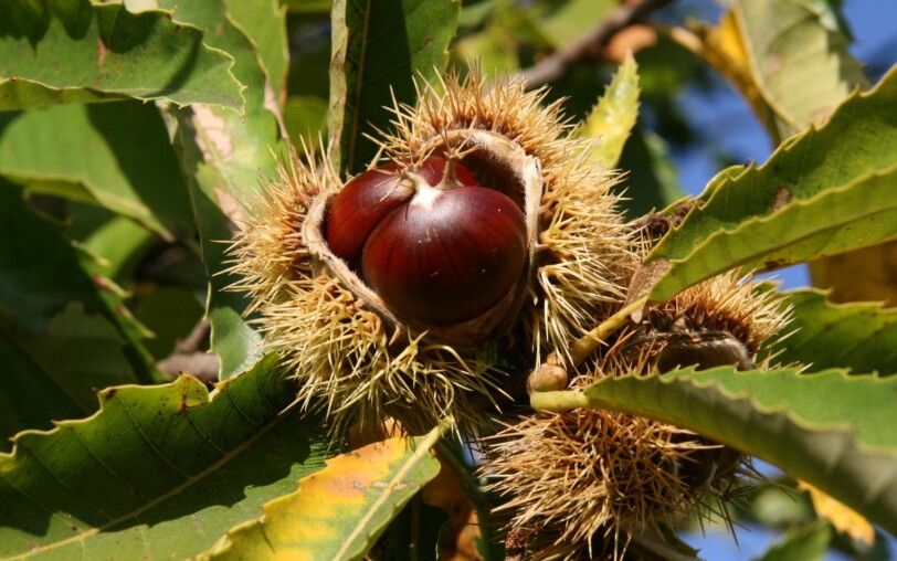 Exhibition: From orchard to table, chestnuts and chestnut trees (in French)_Montpezat-sous-Bauzon