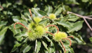 Montpezat sous Bauzon - Bogues de châtaignes, symbole de l'Ardèche ©O.Mathis