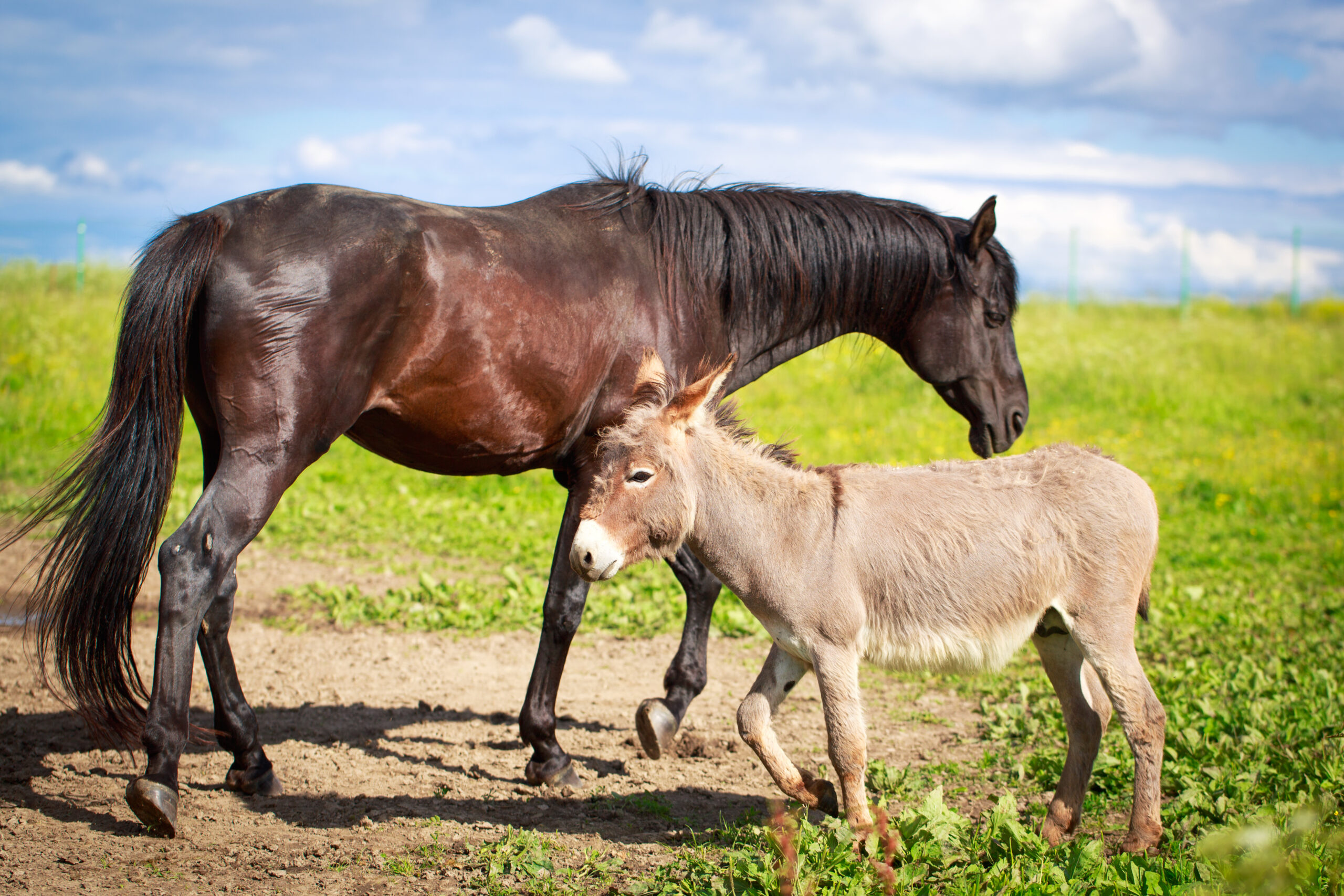 Cheval et âne