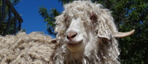 Parc animalier à Lussas