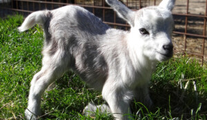 Parc animalier à Lussas