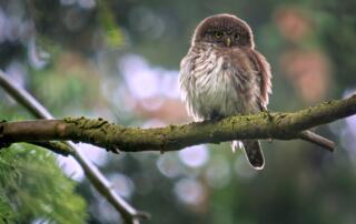 Chouette Chevêchette d'Europe (Glaucidium_passerinum) - ©Frank Vassen-wikipedia