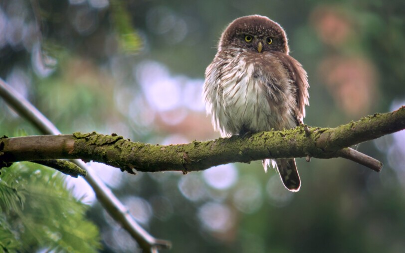 Chouette Chevêchette d'Europe (Glaucidium_passerinum)