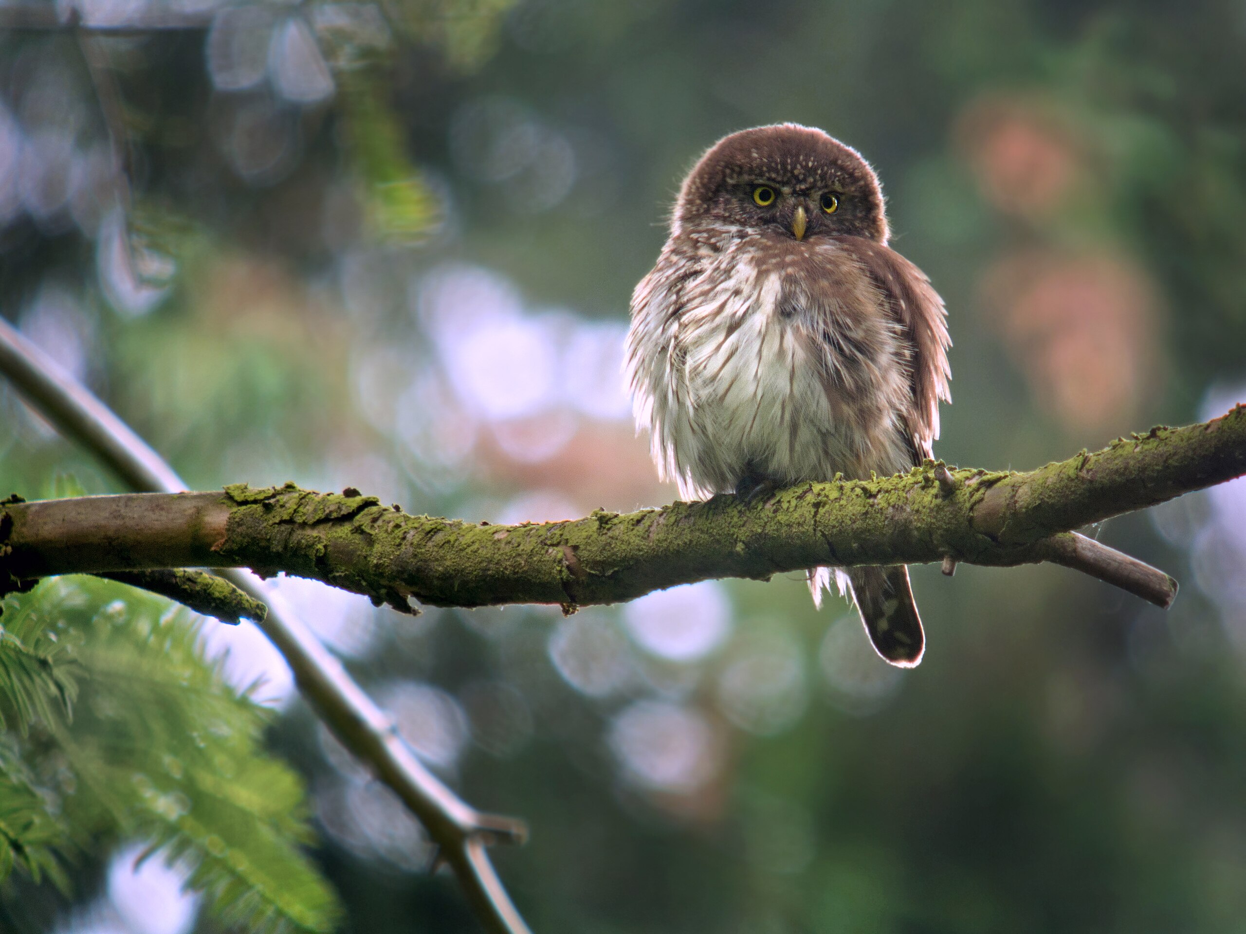 Chouette Chevêchette d'Europe (Glaucidium_passerinum)