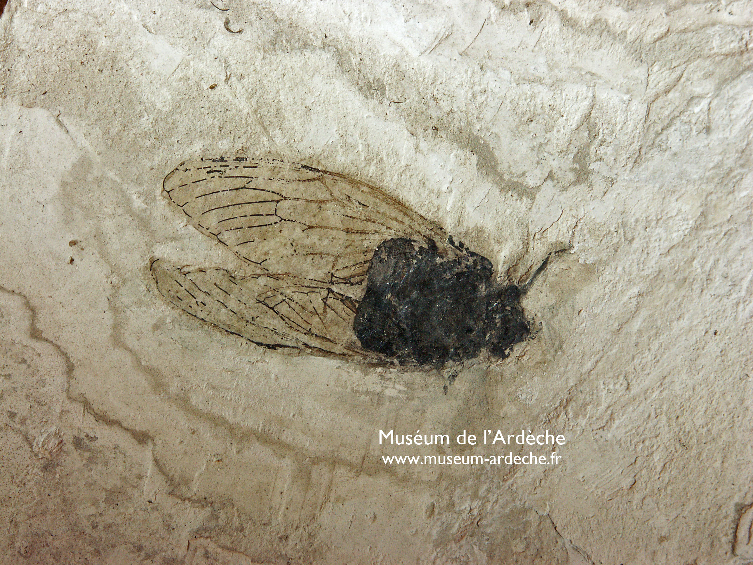 Muséum de l'Ardèche: fossils and dinosaurs
