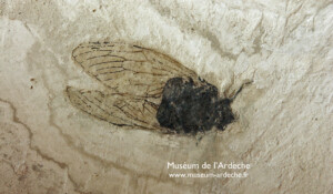 Naturkundemuseum der Ardèche : fossilien unt dinosaurier