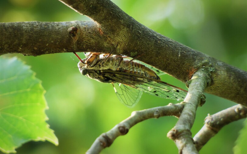 Cigale en nature