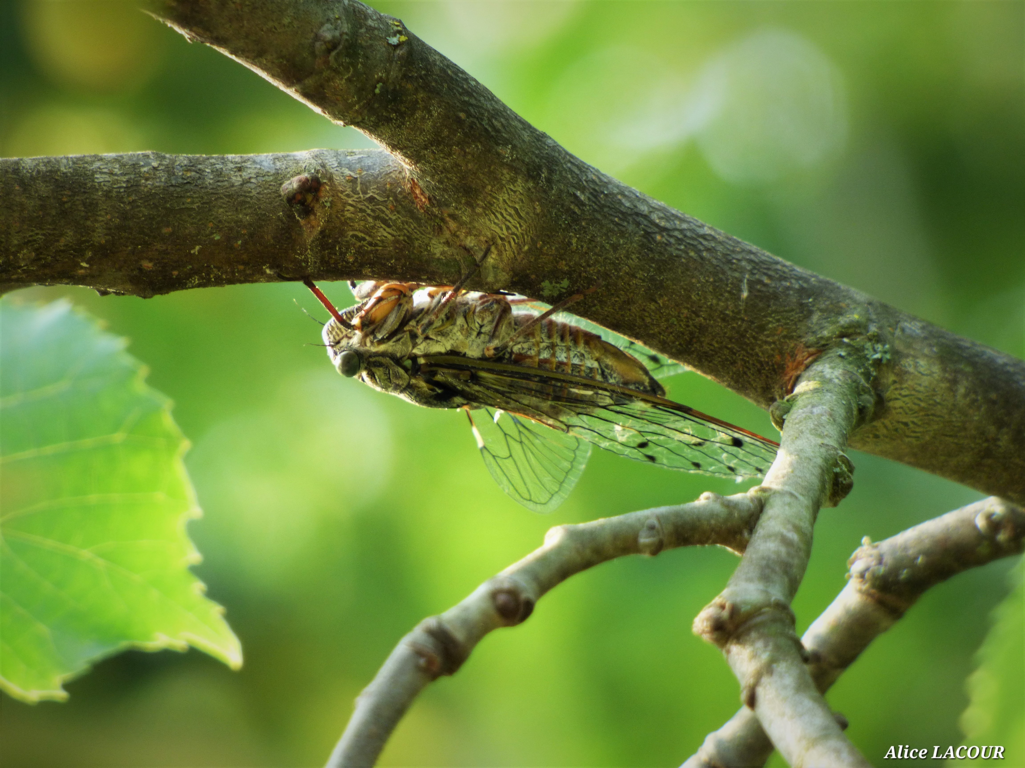 Exhibition: Freeze frame by Alice LACOUR_Chirols