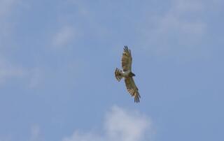 circaète jean-le-blanc-2 - ©o.mathis-mcrrando