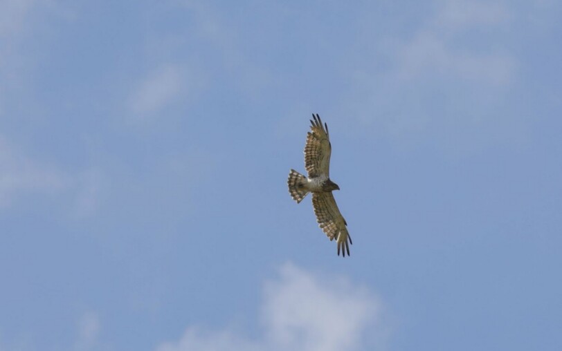 circaète jean-le-blanc-2