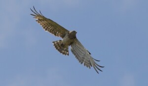 circaète jean-le-blanc