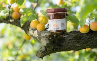 Confiture abricots sur branche la Chareyrade à la Souche - ©Vincent Favre