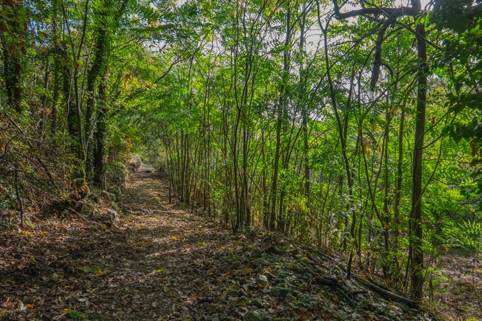 mayres-chemin-boise-lou-chomin©sourcesetvolcans mayres-chemin-boise-lou-chomin©sourcesetvolcans