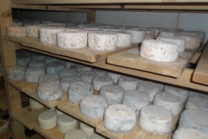 Montpezat-sous-Bauzon - affinage de fromages à la bergerie de L'Adreyt ©bergeriedeladreyt