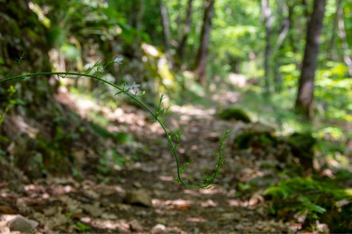 content-barnas-fleur-sentier-botanique-sourcesetvolcans-