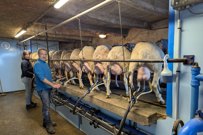 Montpezat sous Bauzon - traites des brebis à La Bergerie de l'Adreyt ©m.imbert