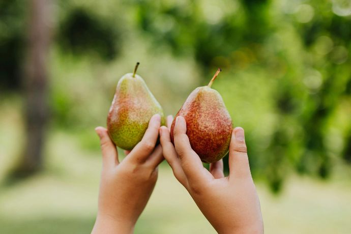 Poires cueillies à la main, verger de producteurs, poires et producteurs de fruits en Ardèche