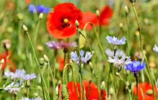 prairie - ©pixabay