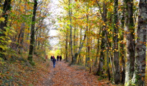 Wandern : Der Jaujac-Vulkan fließt