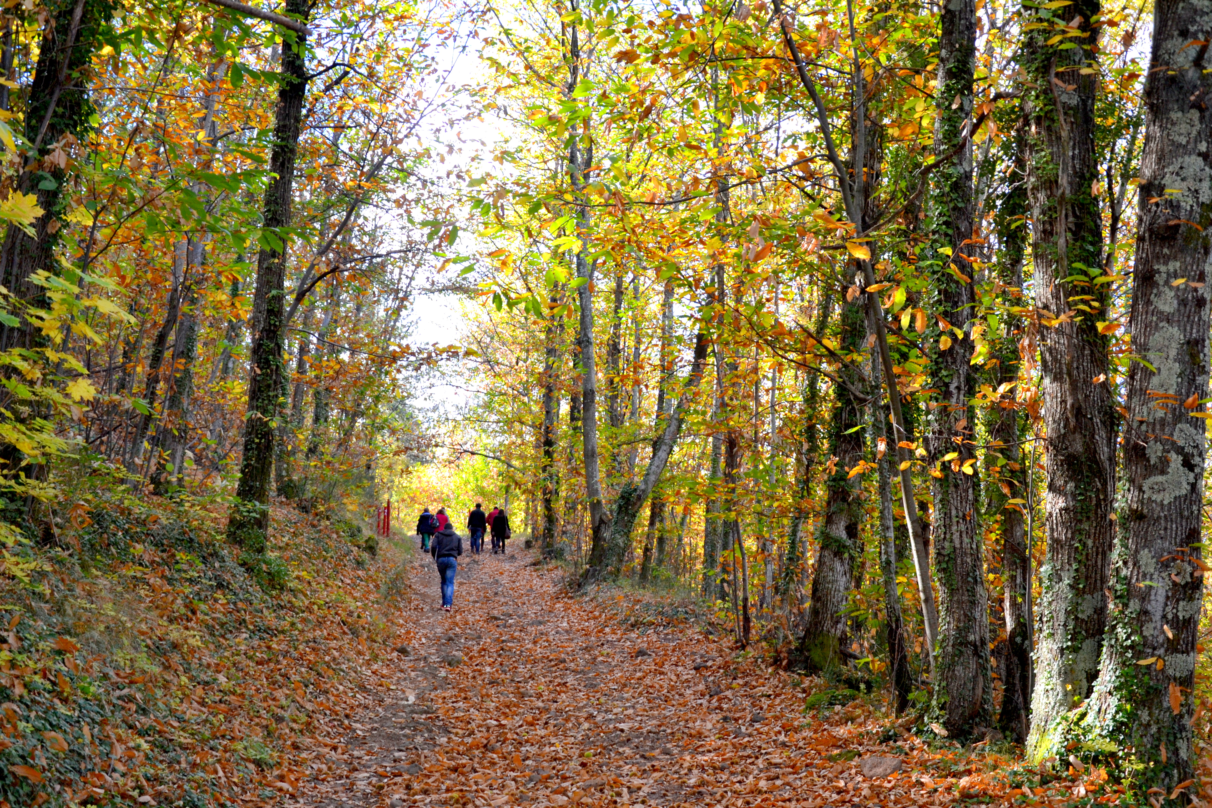 Sentier la coulée vive