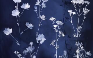 Exemple de cyanotype - ©Pixabay