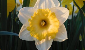 Wellness Day : Delirum Floral - Thermes de Neyrac