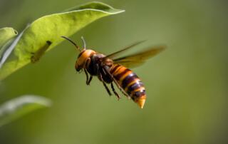 Frelon asiatique - ©pixabay